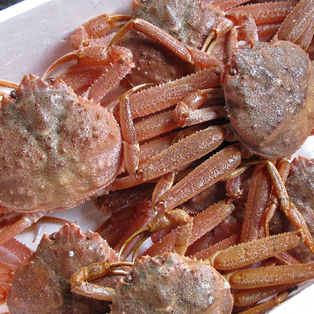 オオズワイガニ メス 活 訳あり 北海道産 2kg(約4−12尾入) 身 オオズワイガニ メス 活 訳あり 北海道産 2kg(約4−12尾入) 身