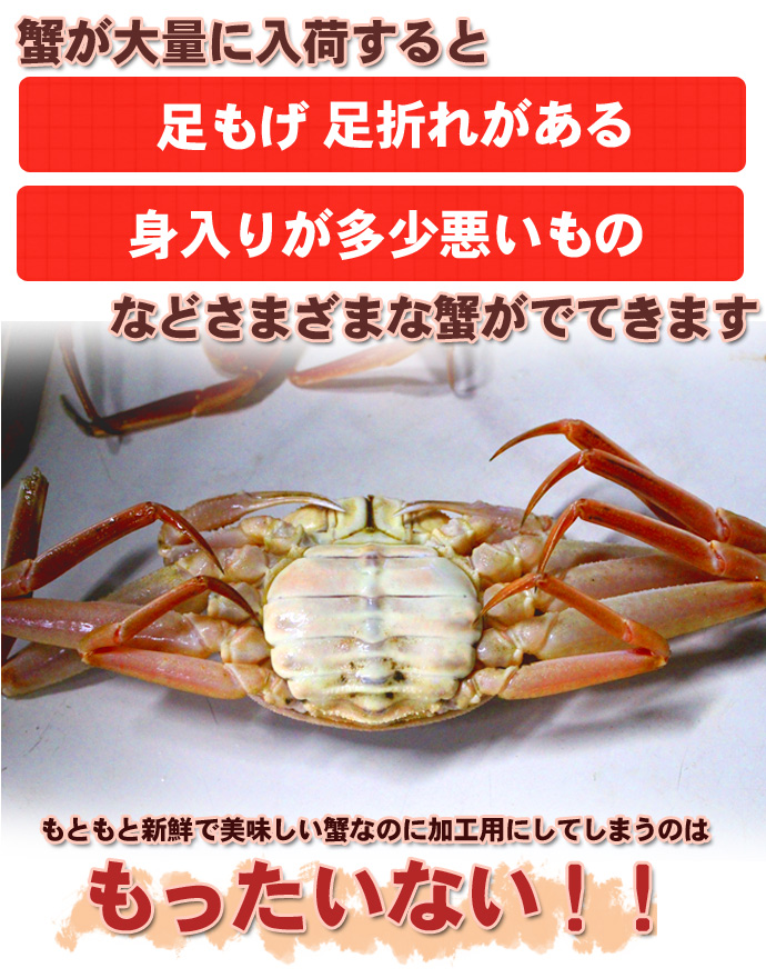 オオズワイガニ メス 活 訳あり 北海道産 2kg（約4−12尾入） 身
