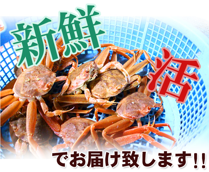 北海 北の味】スーパージャンボサイズ！【活蟹】北海道産 活本