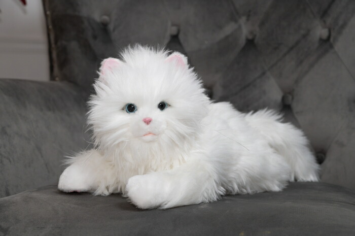 しっぽふりふり あまえんぼう 子ねこちゃん トキワカメラ