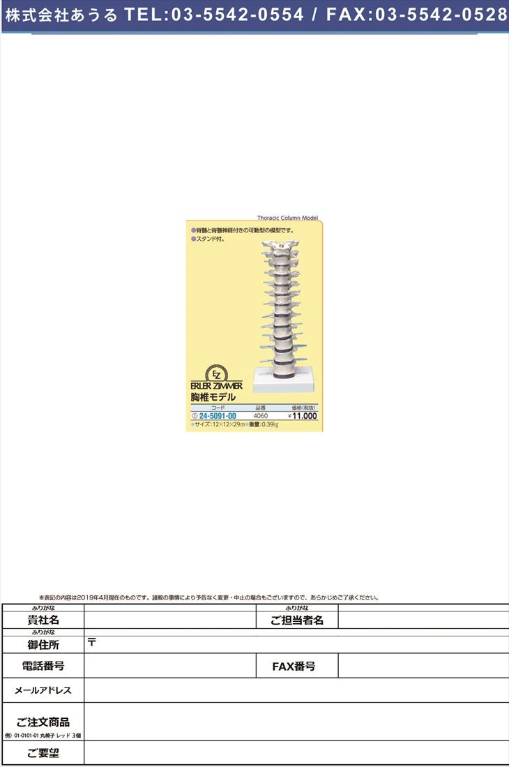胸椎モデル 4060 キョウツイモデル(24-5091-00)
