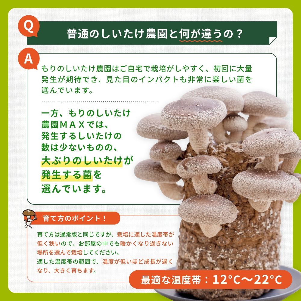 森のきのこ倶楽部 正規販売店 しいたけ栽培キット もりのしいたけ農園