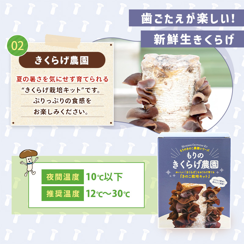 きのこ栽培キット < お好み3個 選べてお得 > 農園3個チョイス( 化粧箱付 ) キノコ栽培 きのこ栽培 家庭菜園 関連画像4