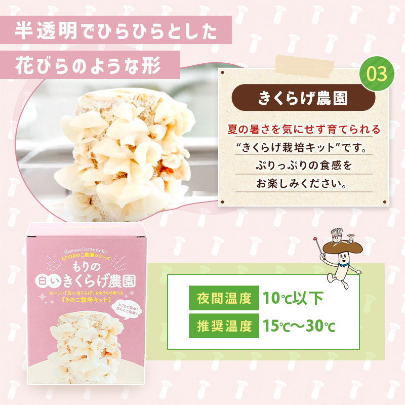 きのこ栽培キット < お好み3個 選べてお得 > 農園3個チョイス( 化粧箱付 ) キノコ栽培 きのこ栽培 家庭菜園 関連画像5