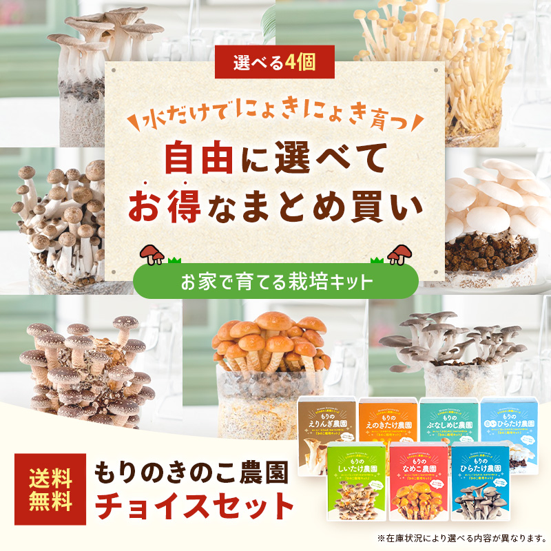 森のきのこ倶楽部 椎茸 種駒 椎茸菌 【正規販売店】シイタケ菌 もりの