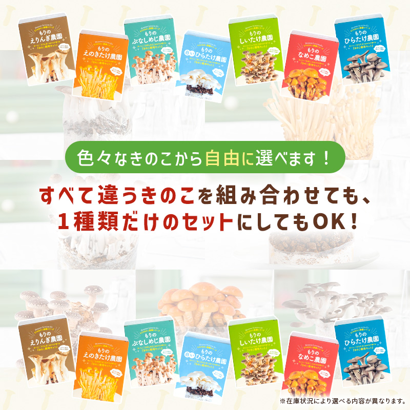 きのこ栽培キット < お好み6個 選べてお得 > 農園6個チョイス( 化粧箱付 ) キノコ栽培 きのこ栽培 家庭菜園 関連画像3