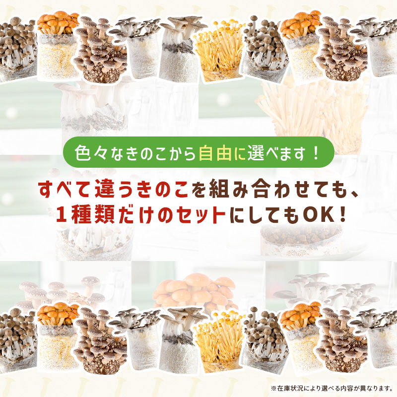 【ブッロクのみ】きのこ栽培ブロック( 付属品なし )選べる6個チョイス しいたけ菌床 きくらげ菌床 関連画像3