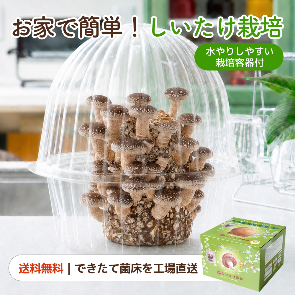 森のきのこ倶楽部 ほだ木用浸水袋2枚入 原木栽培用浸水袋 しいたけ