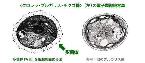 クロレラ