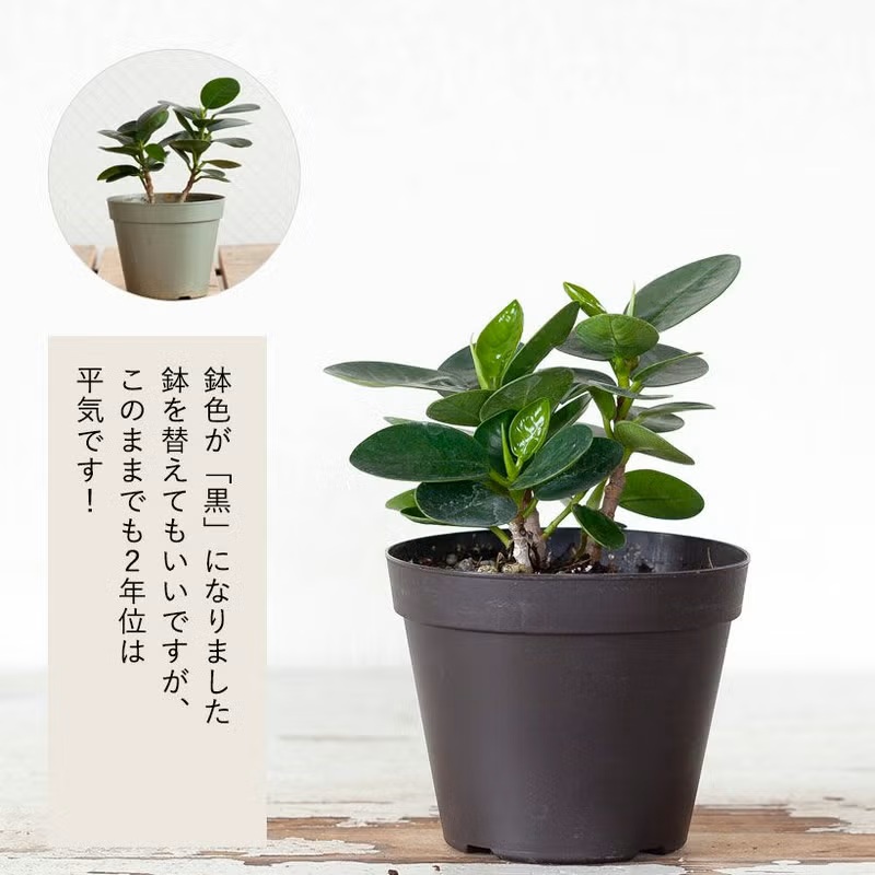 観葉植物 ガジュマル 室内 おしゃれ 「パンダガジュマル」きゅんきゅん