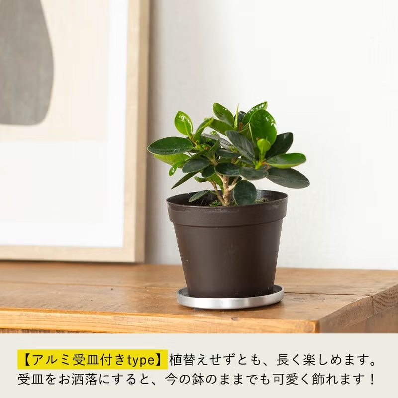 観葉植物 ガジュマル 室内 おしゃれ 「パンダガジュマル」きゅんきゅん