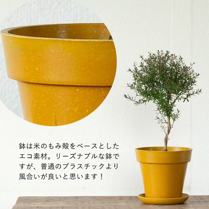 観葉植物 種類 おしゃれ ギョリュウバイ 魚柳梅 薄ピンク※植替え済type