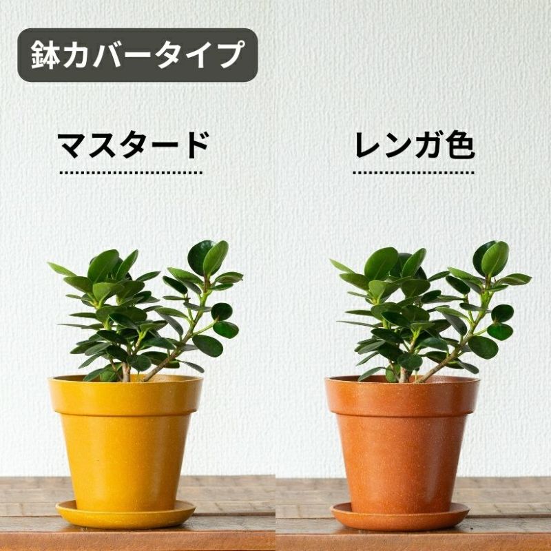 観葉植物 種類 室内 おしゃれ うきうきサイズの パンダガジュマル : e