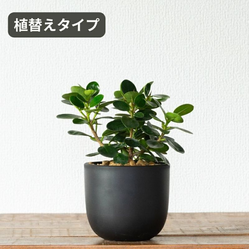 ガジュマル 種（観葉植物） | 花、ガーデニング のおすすめ人気商品