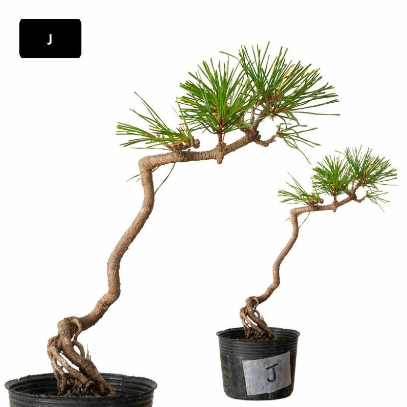 赤松盆栽のおすすめ人気商品一覧 通販 - Yahoo!ショッピング