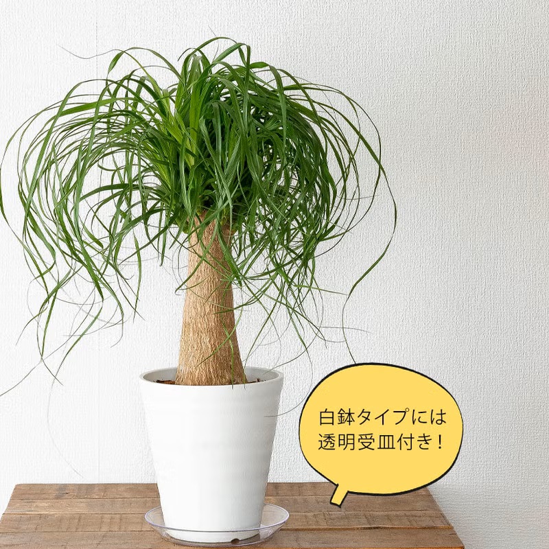 観葉植物 ポニーテール 室内 おしゃれ 幹が太い！ガチッッとした