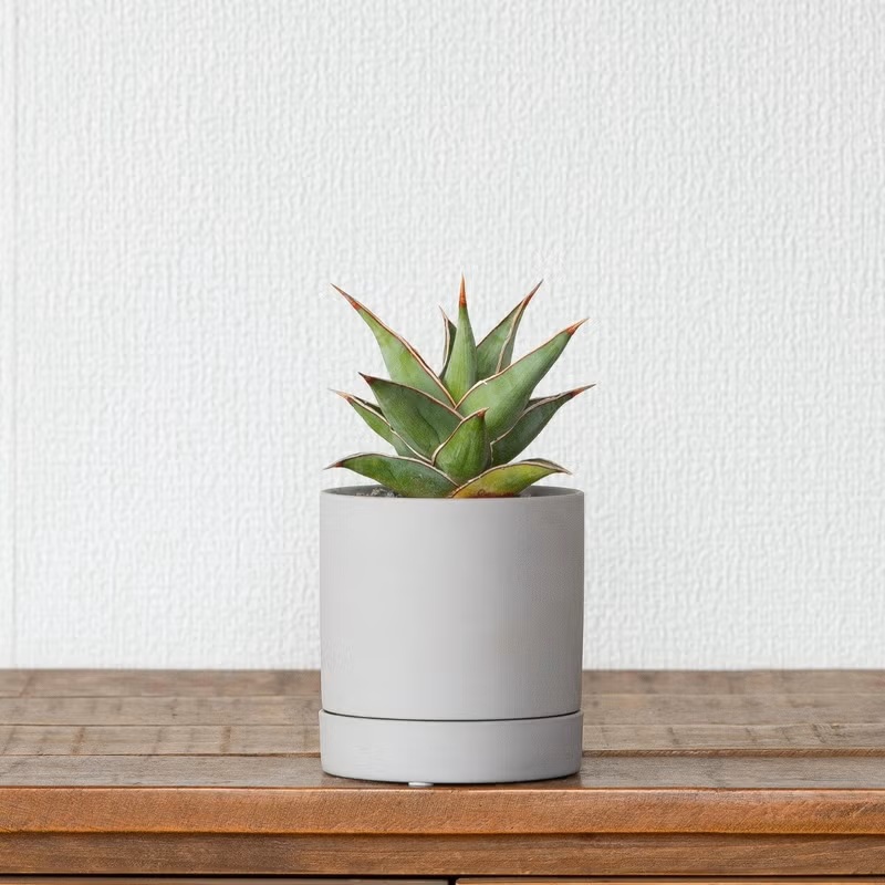 観葉植物 サンスベリア 室内 おしゃれ 【鉢が選べる】