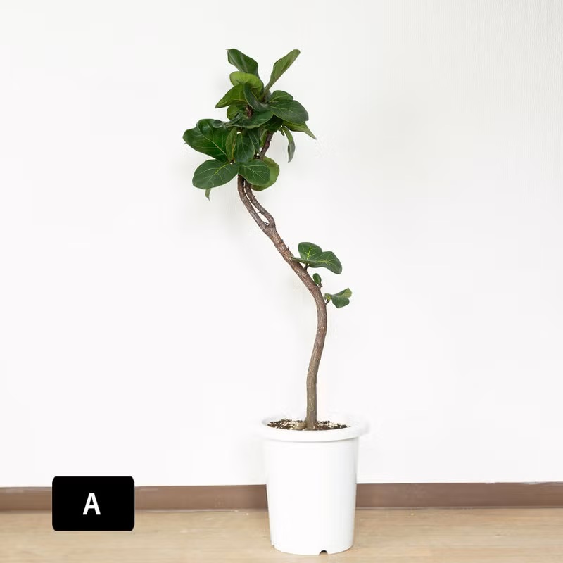 観葉植物 フィカス 「写真現品」フィカス リラータ（カシワバゴム