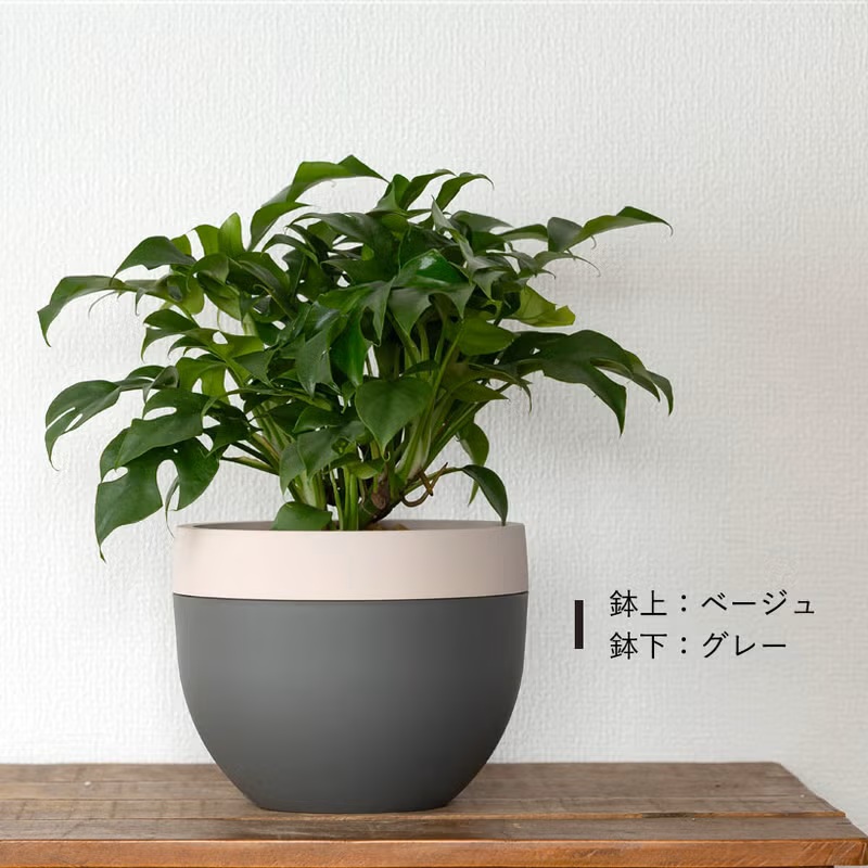 観葉植物 姫モンステラを、北欧鉢に植え替えてお届け。 : e-花屋さん