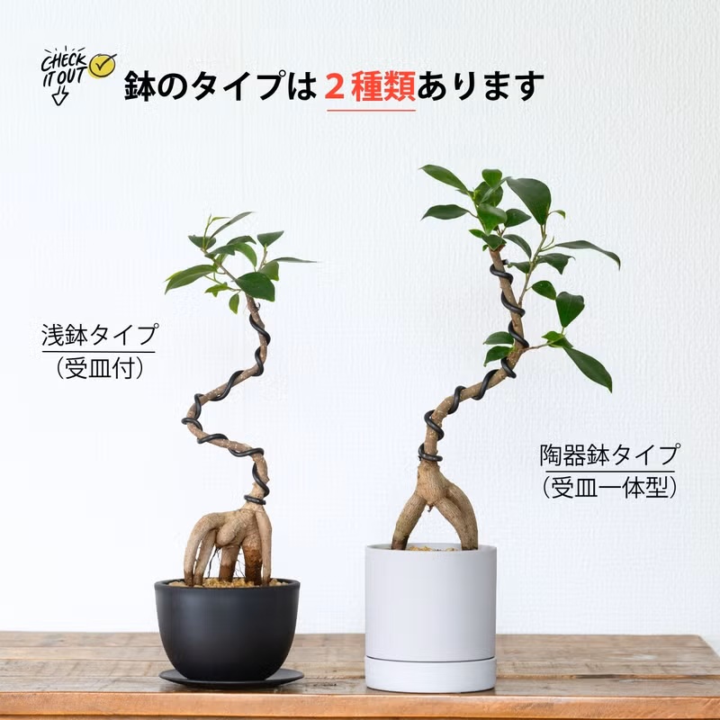 ガジュマル 曲がり（観葉植物） | 花、ガーデニング のおすすめ人気