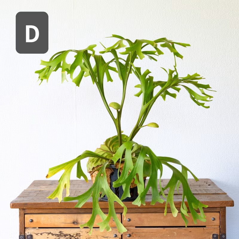 観葉植物 ビカク 【写真で選べる】ビカクシダ（プラティセリウム