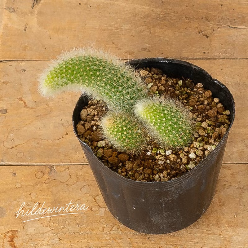 サボテン トゲなし（観葉植物） | 花、ガーデニング の商品一覧 通販