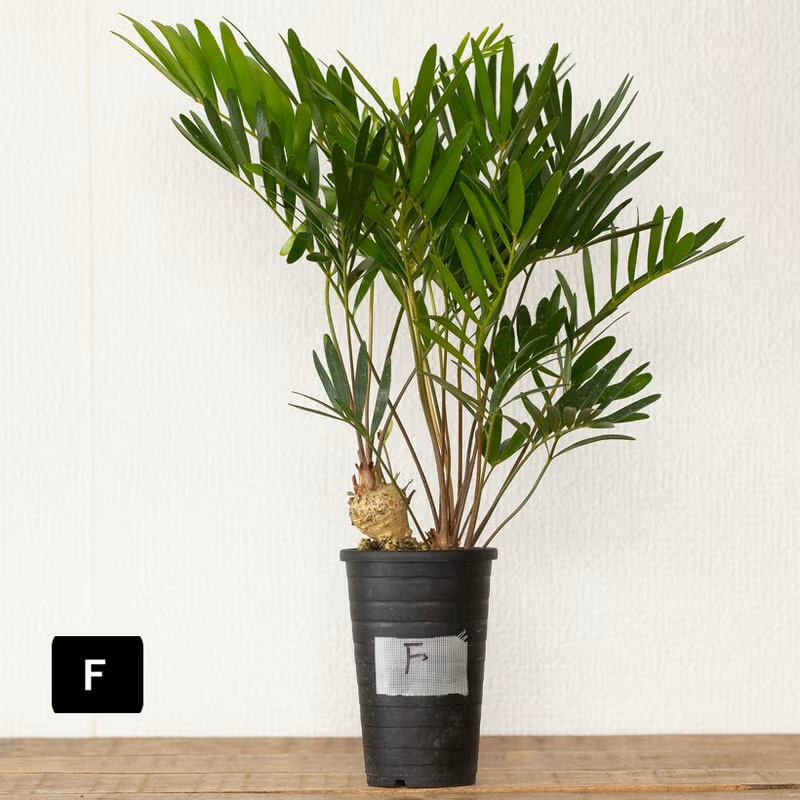ザミア（観葉植物） | 花、ガーデニング の商品一覧 通販 - Yahoo