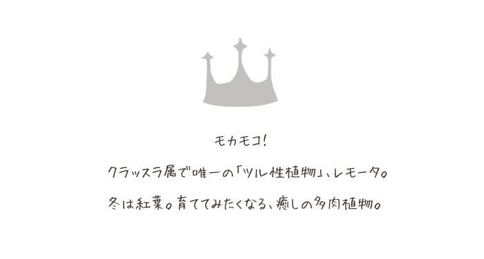 クラッスラ・レモータ