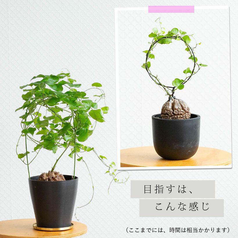 塊根 植物 観葉 亀甲竜（キッコウリュウ）小さいアンドン仕立て 室内