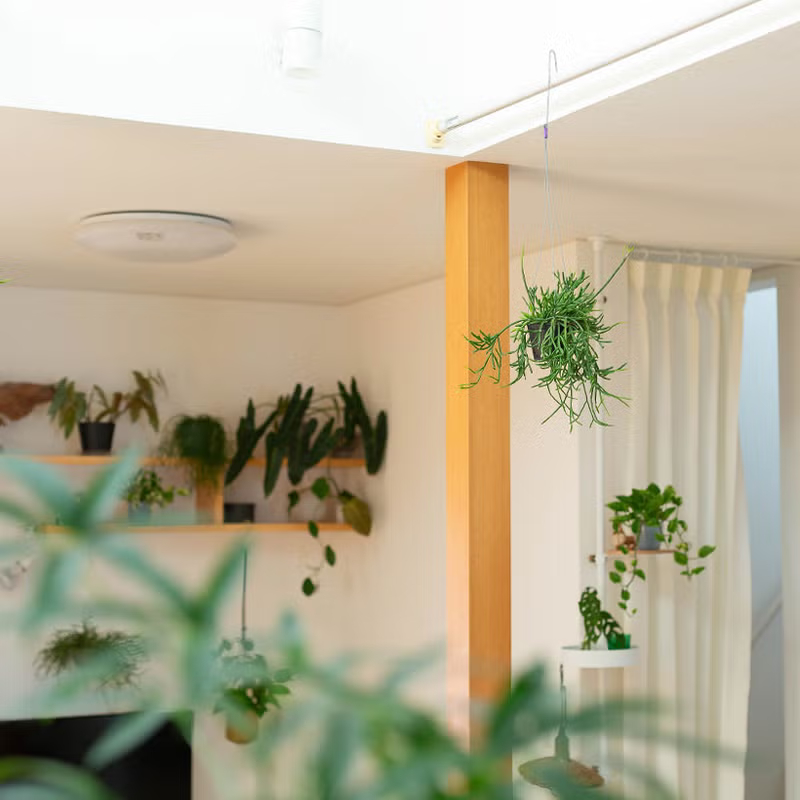 リプサリストリゴナを部屋に吊るす