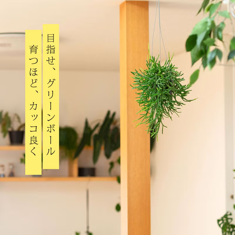 リプサリストリゴナの成長イメージ