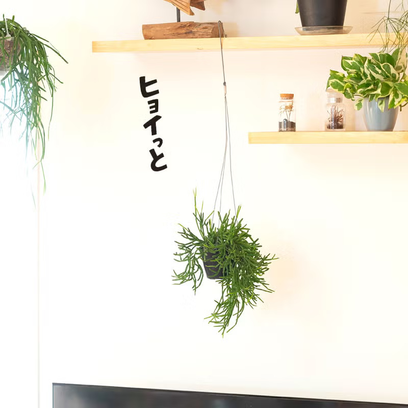 リプサリストリゴナを部屋に吊るす