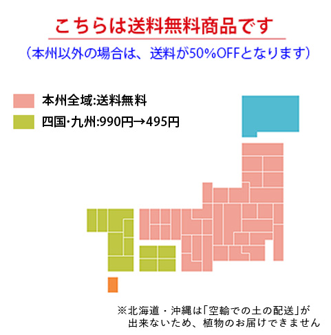 3980円以下送料無料植物