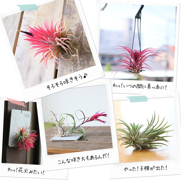 E 花屋さん エアープランツ 植物の種類から探す Yahoo ショッピング