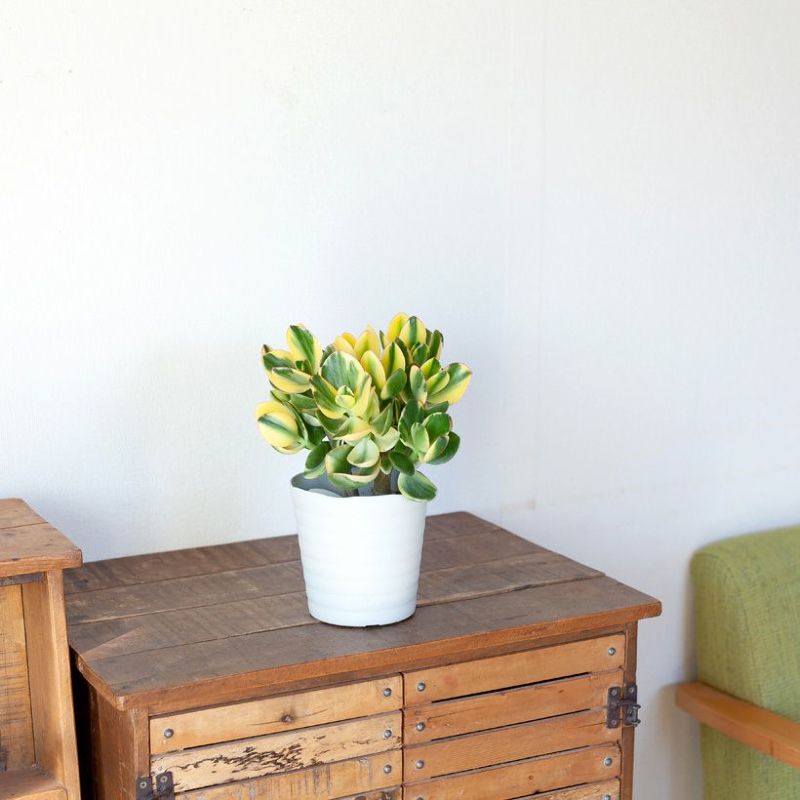 観葉植物・多肉植物・金のなる木「きらめき」5号鉢 花月（カゲツ）立派