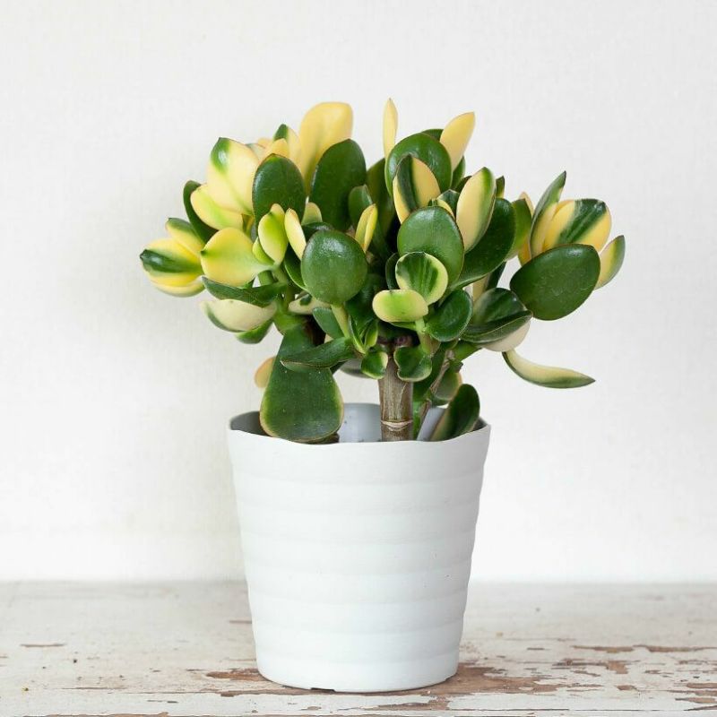 観葉植物・多肉植物・金のなる木「きらめき」5号鉢 花月（カゲツ）立派