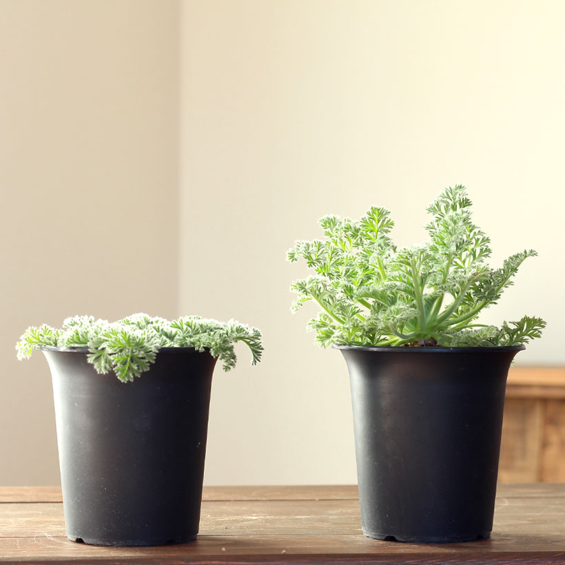 観葉植物 塊根 種類 レア コーデックス ペラルゴニウム：アッ