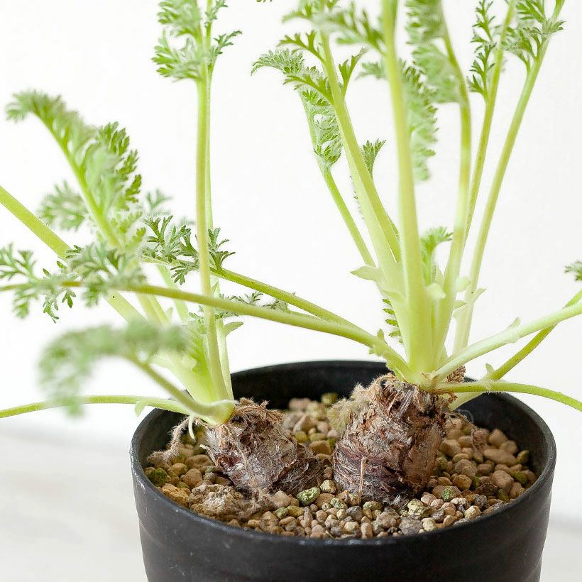 観葉植物 塊根 種類 レア コーデックス ペラルゴニウム:アッ 観葉植物 塊根 種類 レア コーデックス ペラルゴニウム:アッ