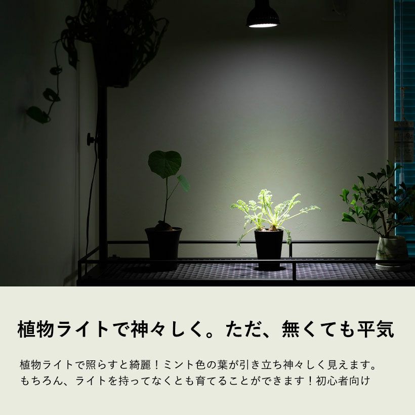 観葉植物 塊根 種類 レア コーデックス ペラルゴニウム：アッペン
