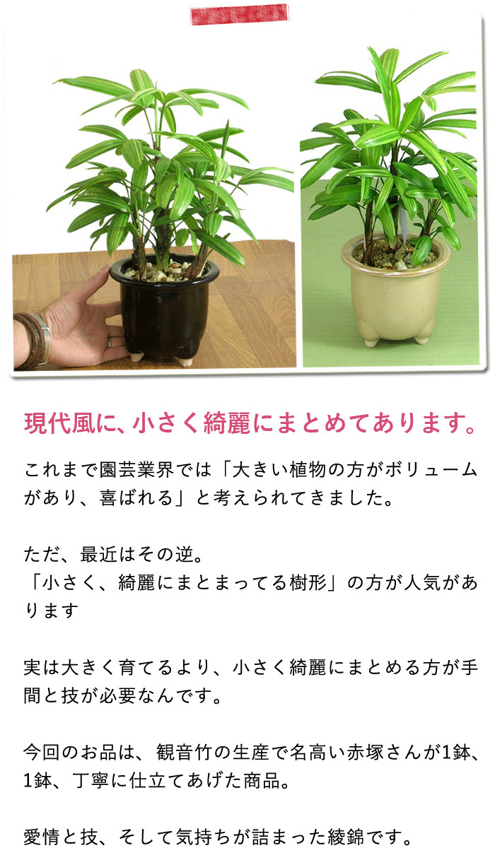 観葉植物 竹 種類 室内 観音竹・綾錦(カンノンチク・アヤニシキ
