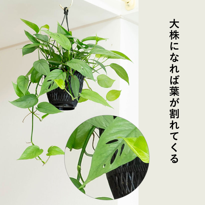 ハンドメイド　ブルー鳥　吊りプランター　ザルツブルク Amazon | ピュアシルク ウェアラブル アーティスティック ハンド