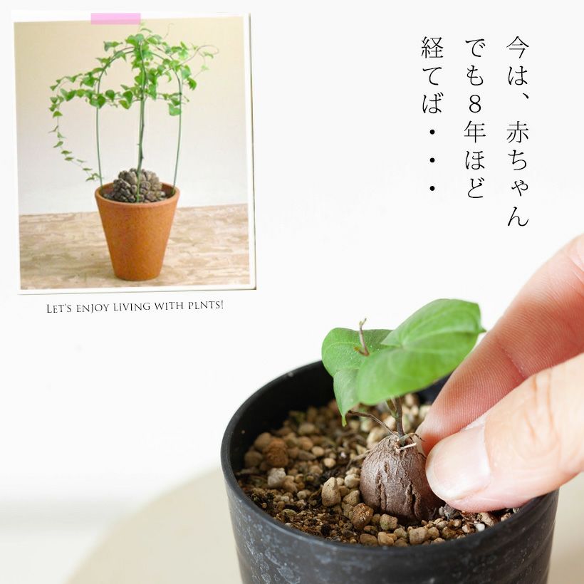 コーデックス・亀甲竜・塊根植物・ミニサイズ・“キッコウリュウ（亀甲竜）の赤ちゃん”