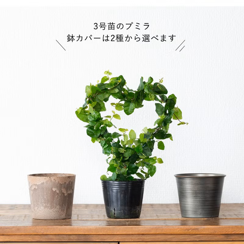 観葉植物 プミラ 室内 おしゃれ ハートの支柱に巻き付けた、フィカス