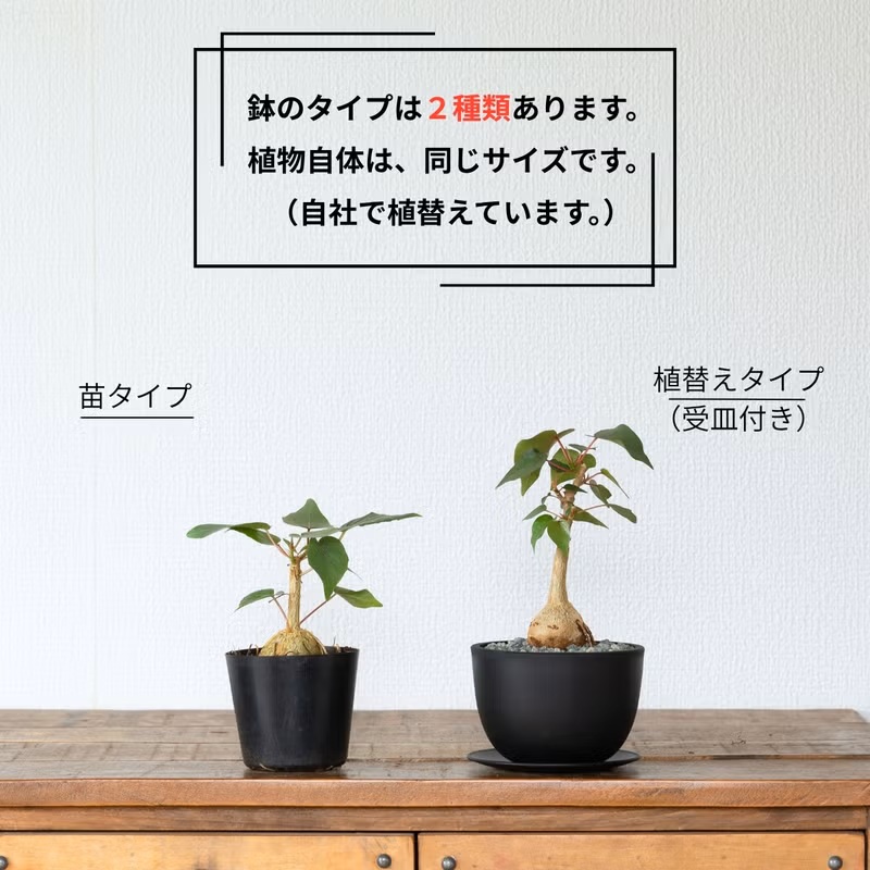 観葉植物 フィカス 塊根植物みたいなゴムの木 フィカス・ペティオ 