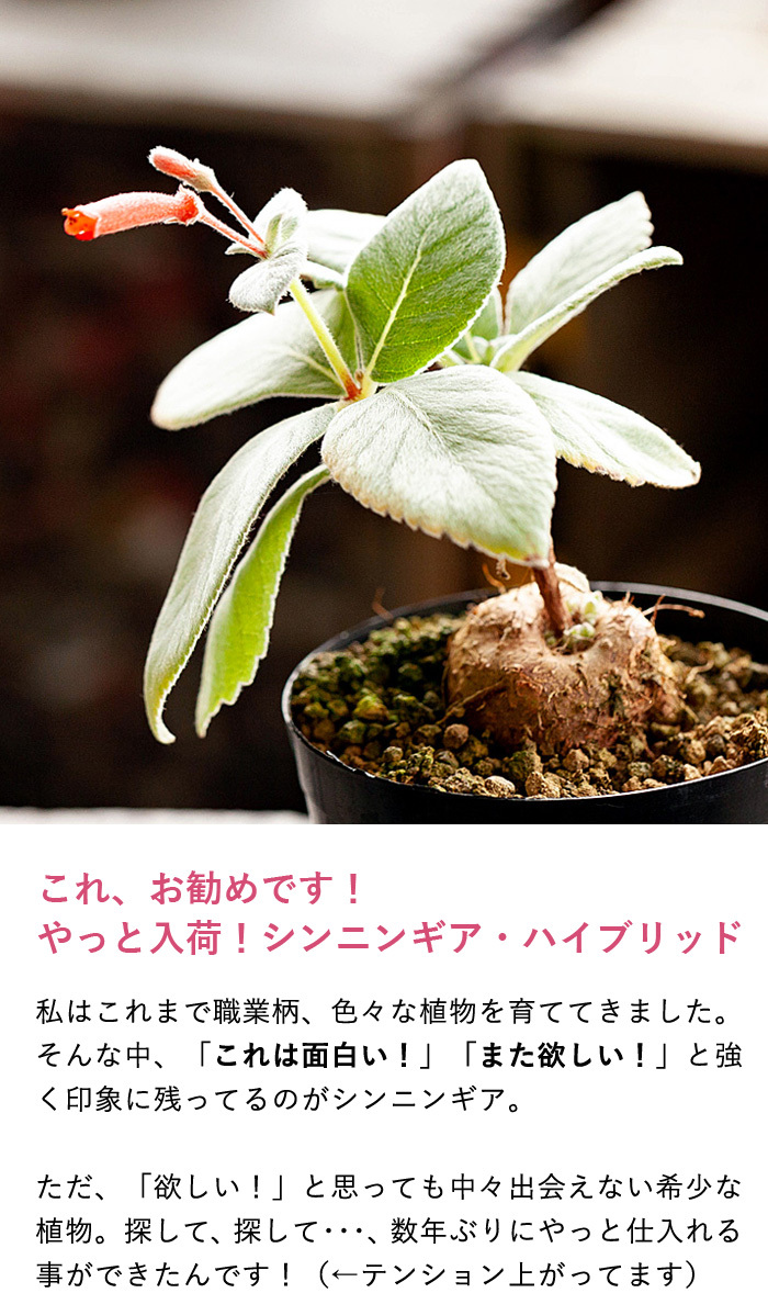 シンニンギア レウコトリカ 断崖の女王 3個セット 楽天市場】多肉植物 ca断崖の女王 シンニンギア レウコトリカ 多肉植物
