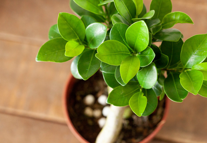 観葉植物 種類 室内 おしゃれ ガジュマル 4号苗 接ぎ木 : e-花屋さん