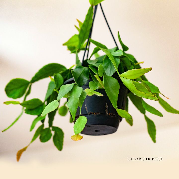 観葉植物 種類 室内 おしゃれ 吊り下げ リプサリス・パラドクサ : e