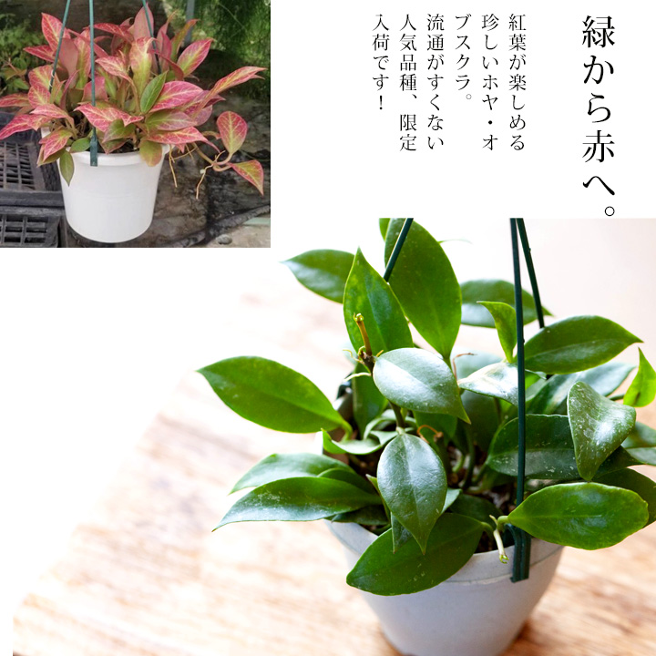 gd2351r51106-1.jpg