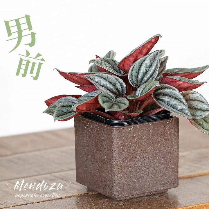 観葉植物 おしゃれ 室内 ミニ インテリア 「ペペロミア・メンドーサ