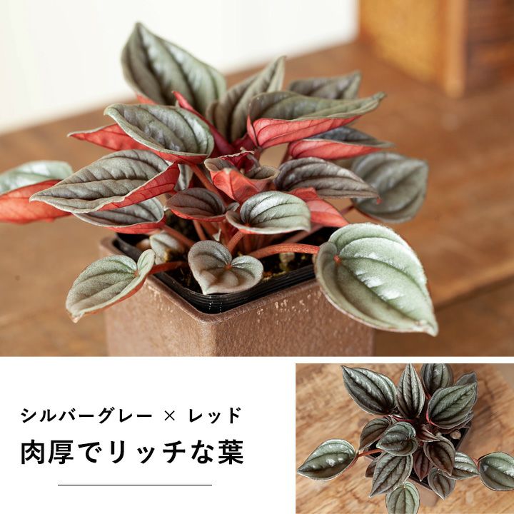 観葉植物 おしゃれ 室内 ミニ インテリア 「ペペロミア・メンドーサ